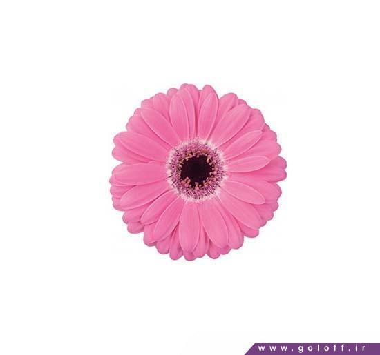 خرید سبد گل اینترنتی - گل ژربرا واکانزا - Gerbera | گل آف
